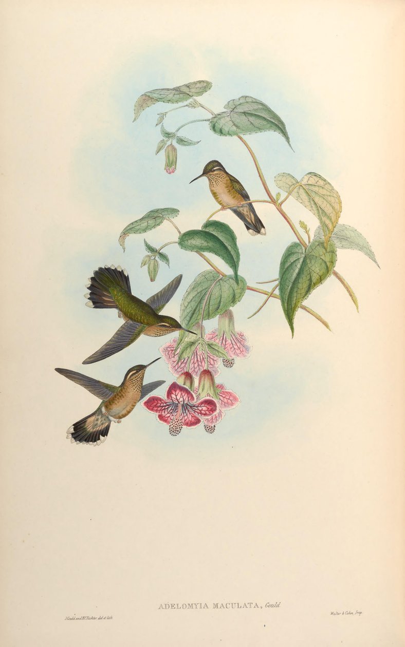 Adelomyia maculata = Adelomyia melanogenys maculata da John Gould