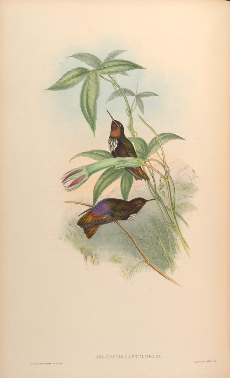 Aglaeactis castelnaui = Aglaeactis castelnaudii (come menzionato nel libro stesso) da John Gould