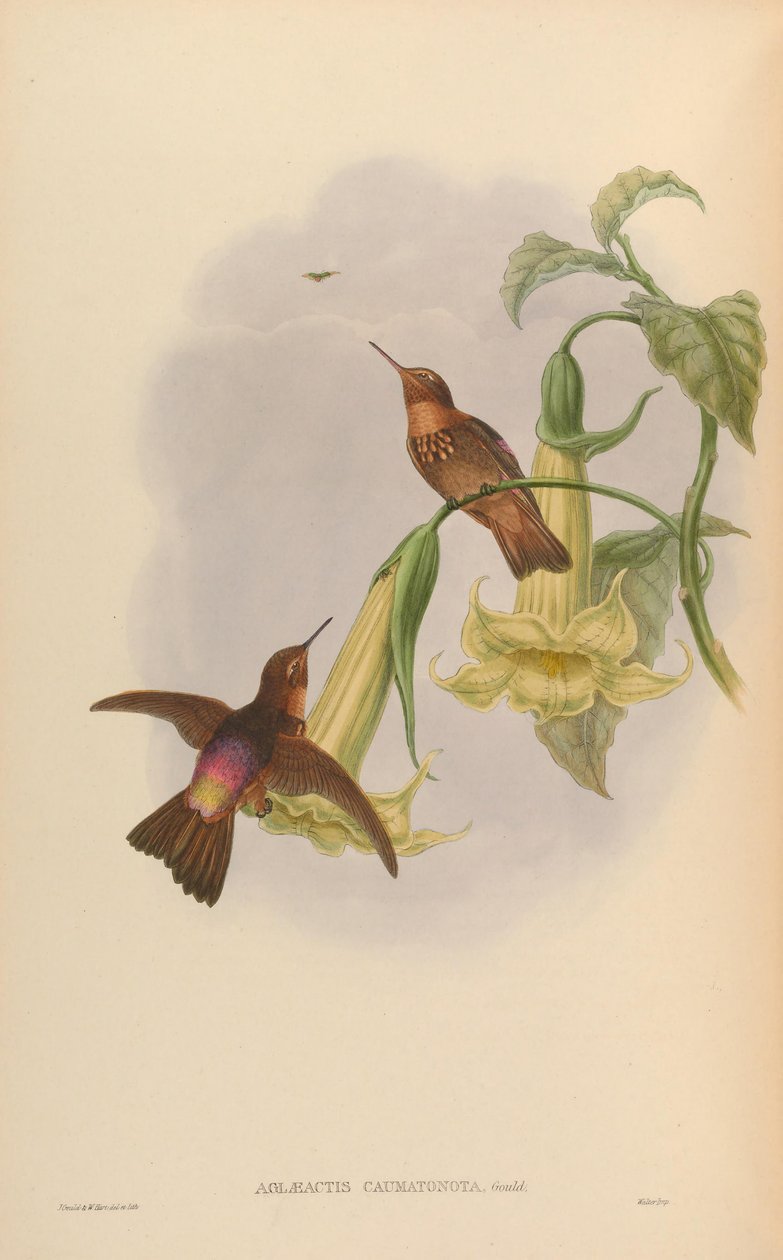 Aglaeactis caumatonota = Aglaeactis cupripennis caumatonotus da John Gould