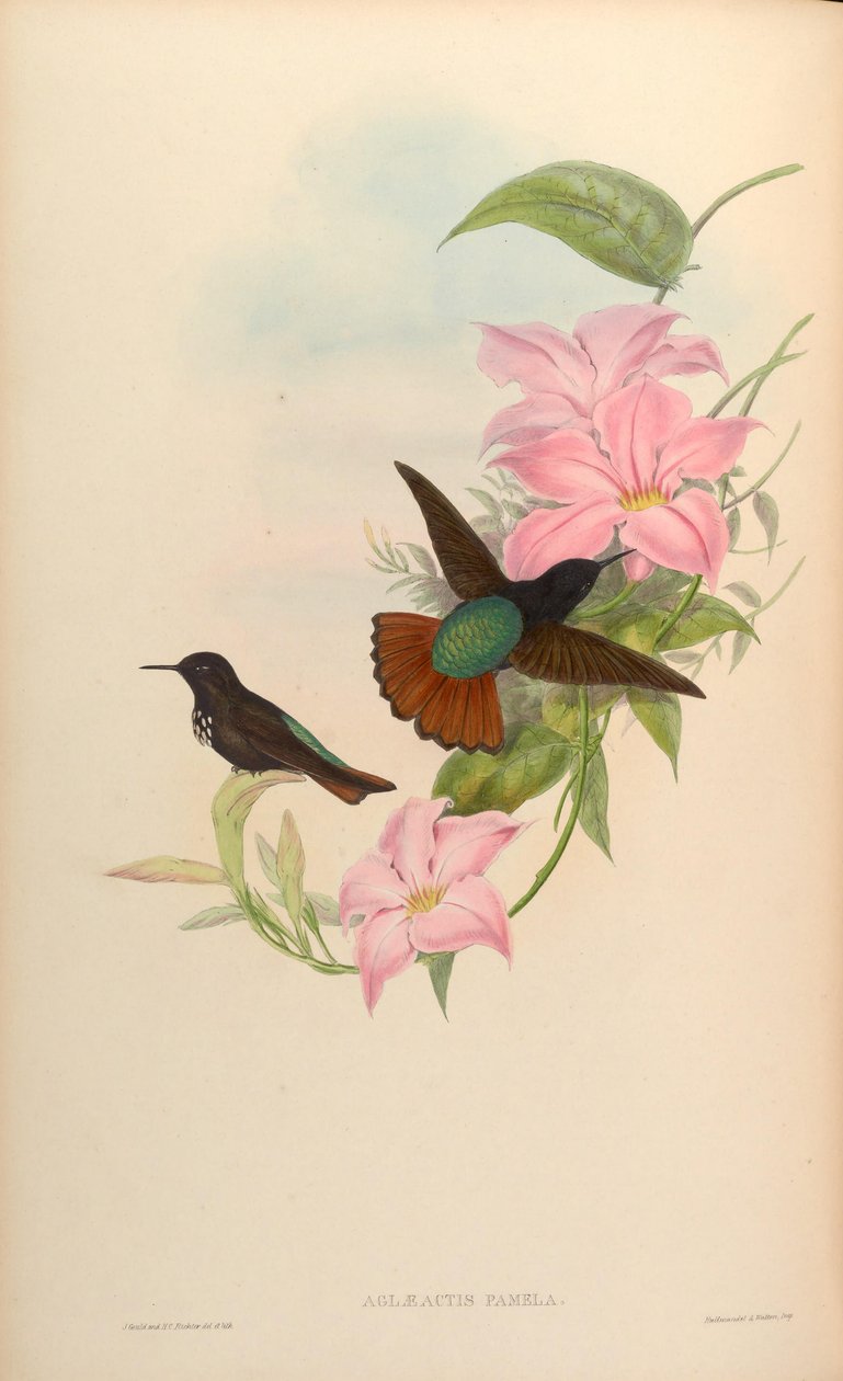 Aglaeactis pamela da John Gould