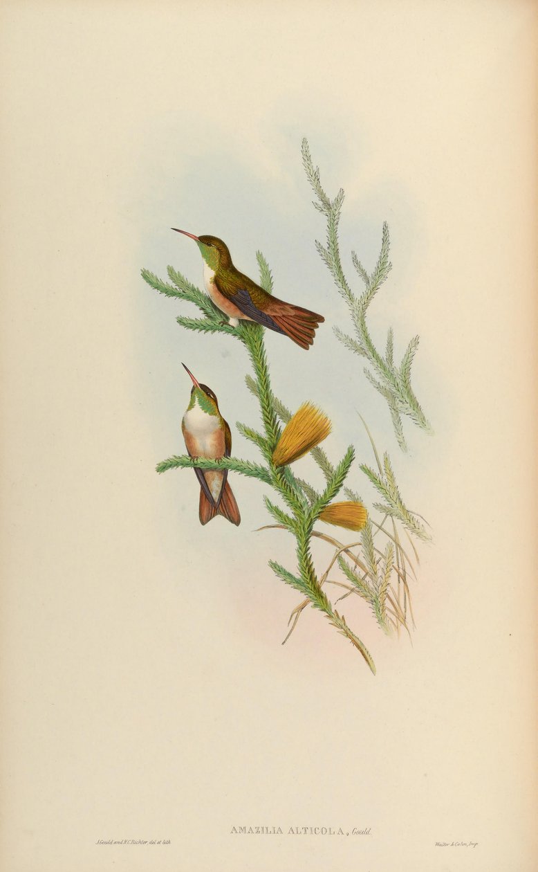 Amazilia alticola da John Gould