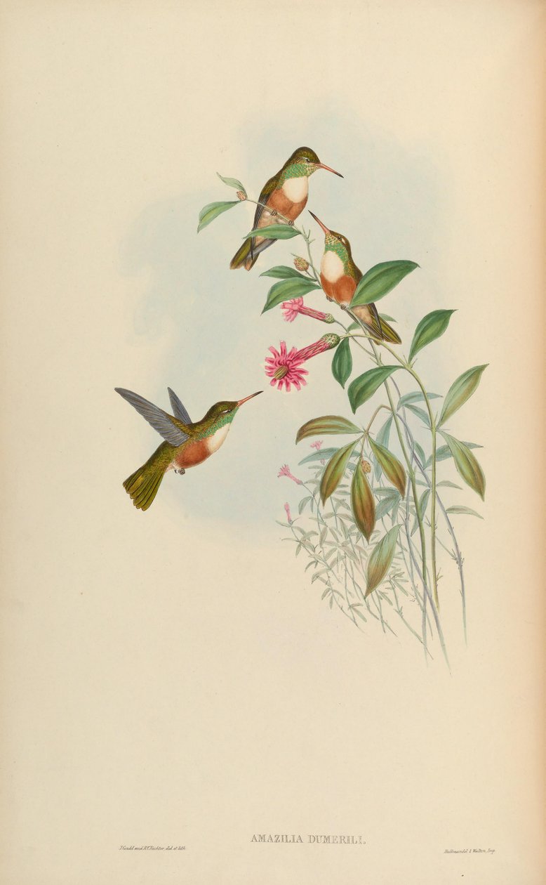 Amazilia dumerili da John Gould