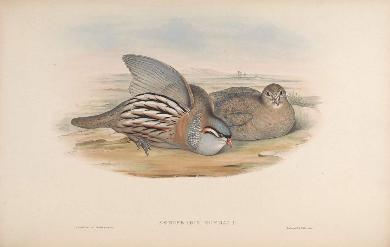 Ammoperdix bonhami da John Gould