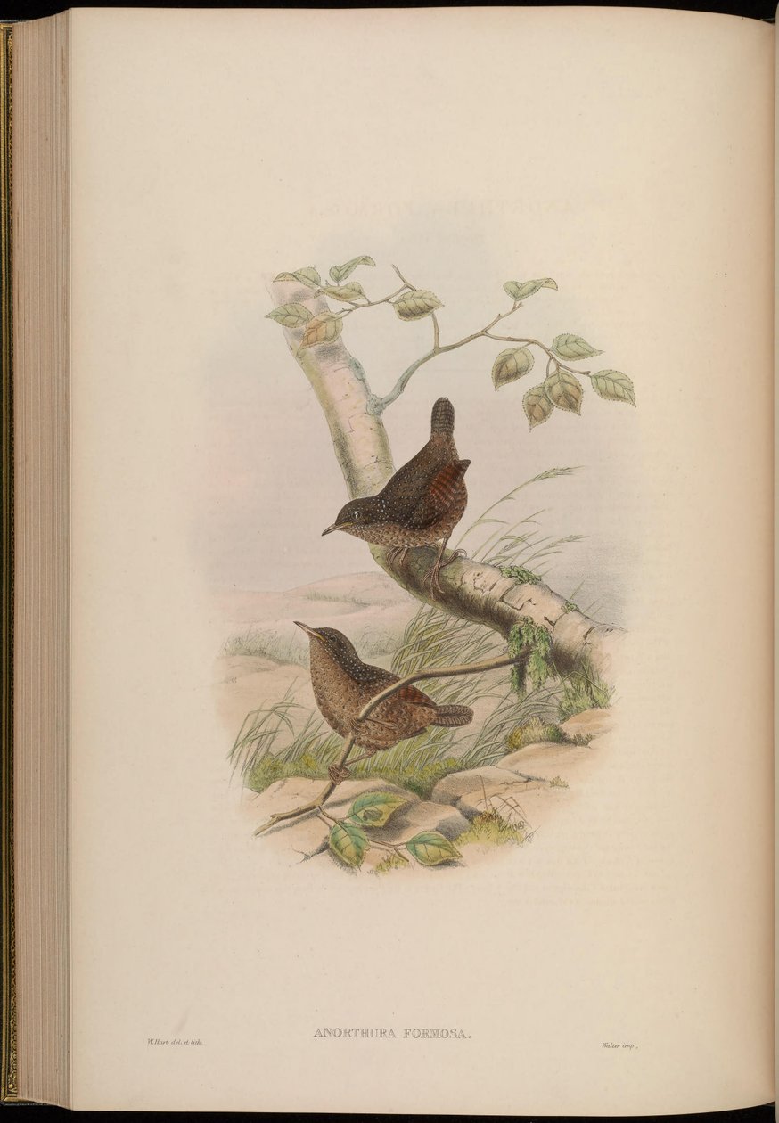 Anorthura formosa = Spelaeornis formosus da John Gould