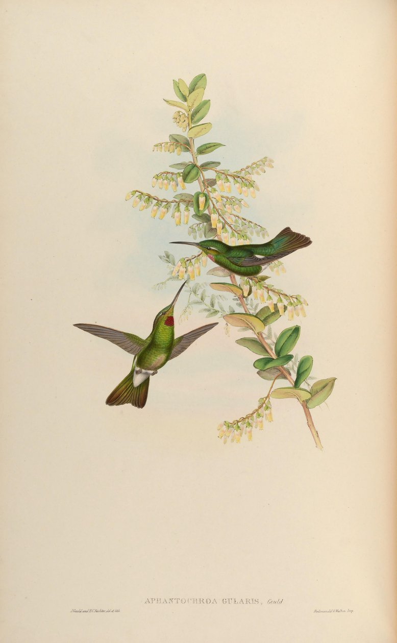 Aphantochroa gularis da John Gould