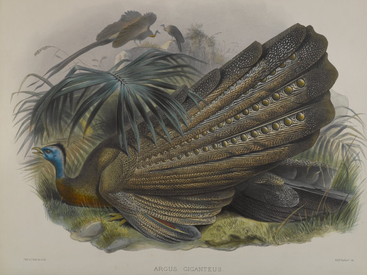 Grande fagiano argus da John Gould