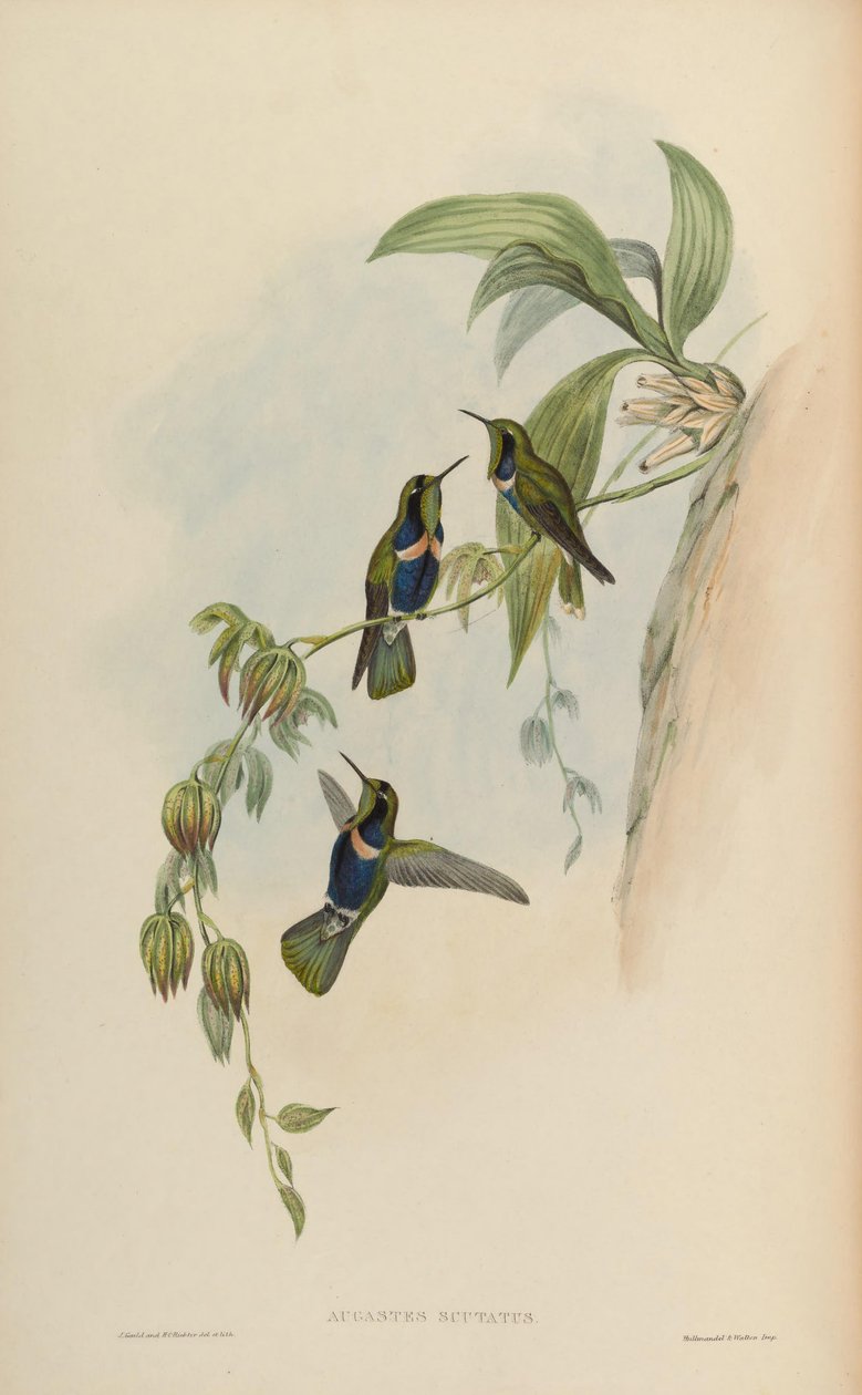 Augastes scutatus da John Gould