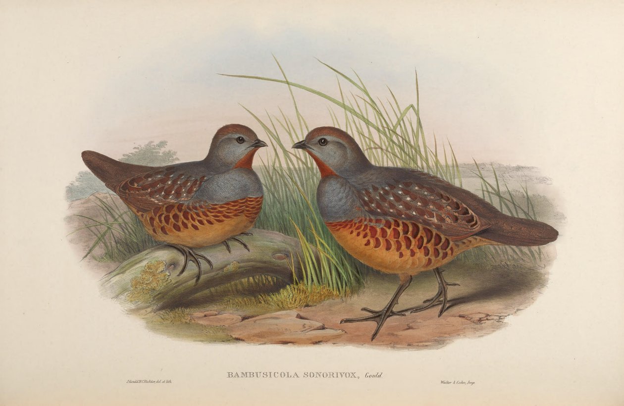 Bambusicola sonorivox = Bambusicola thoracicus sonorivox da John Gould