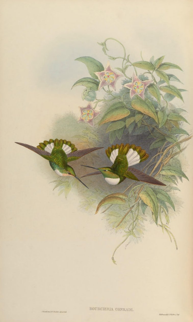 Bourciera conradi da John Gould
