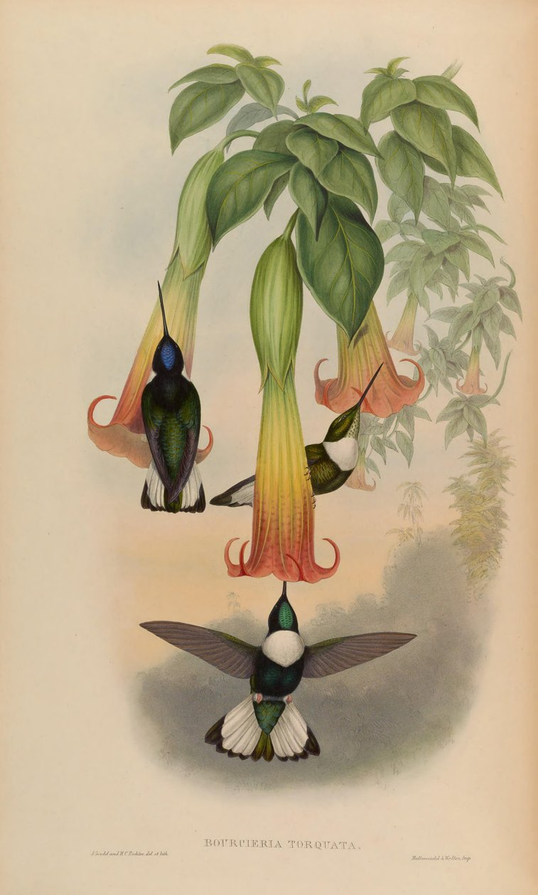 Bourciera torquata da John Gould