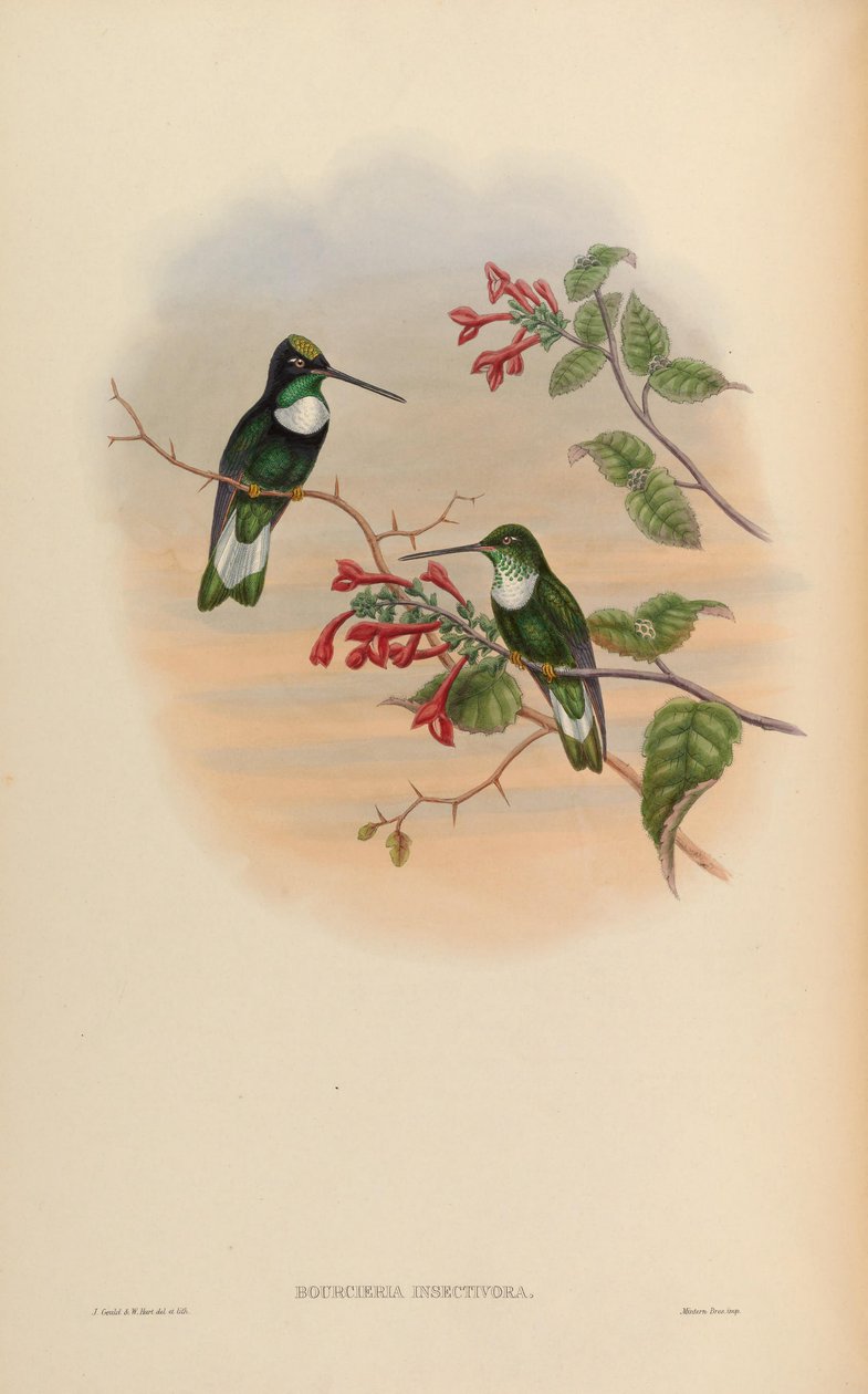 Bourcieria insectivora = Coeligena torquata insectivora da John Gould