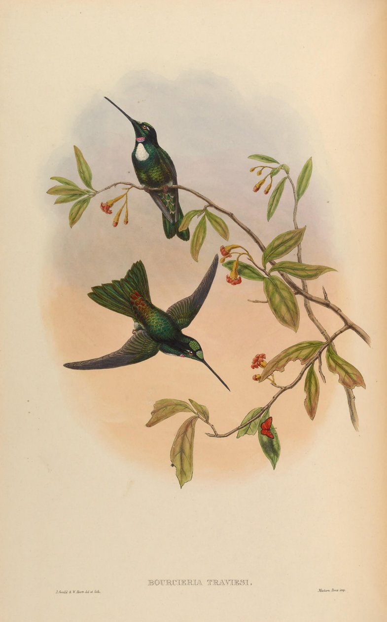 Bourcieria insectivora = Coeligena torquata torquata da John Gould