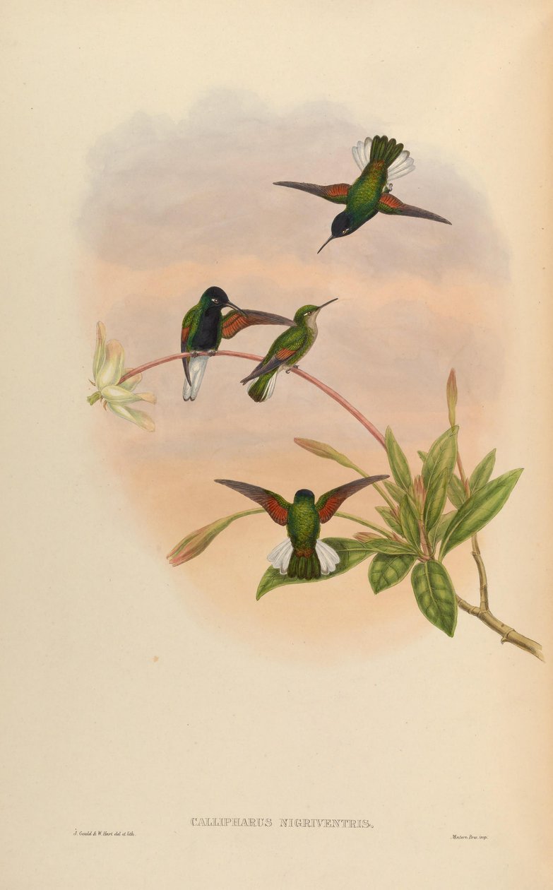 Callipharus nigriventris da John Gould