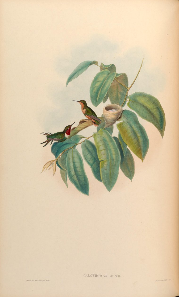Calothorax rosae = Chaetocercus jourdanii rosae da John Gould