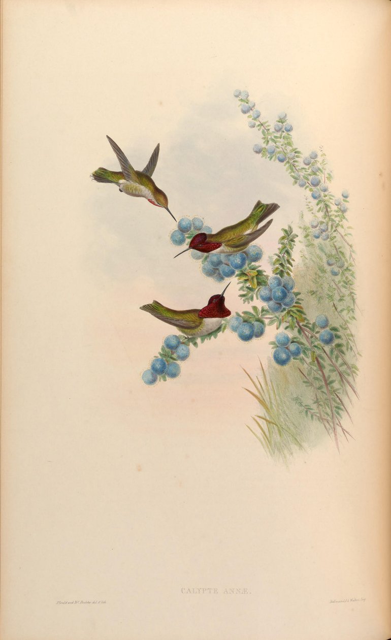Calypte anna da John Gould