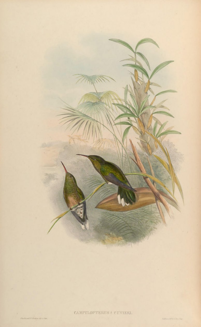 Campylopterus cuvierii da John Gould
