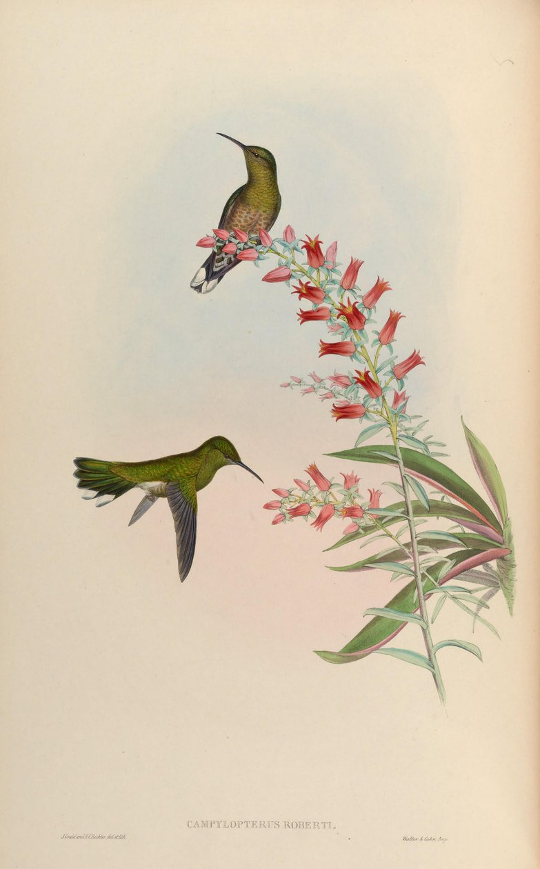 Campylopterus roberti da John Gould