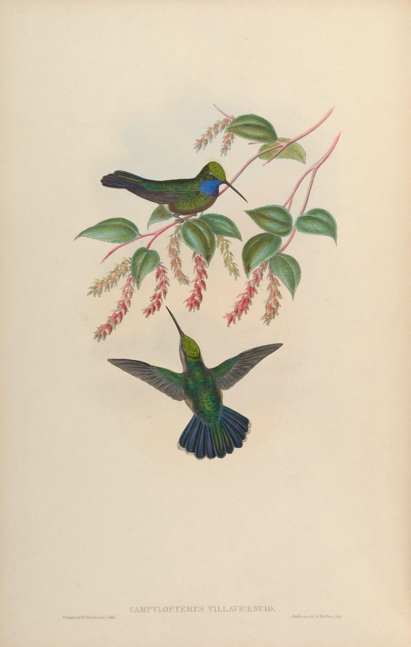 Campylopterus villaviscensio da John Gould
