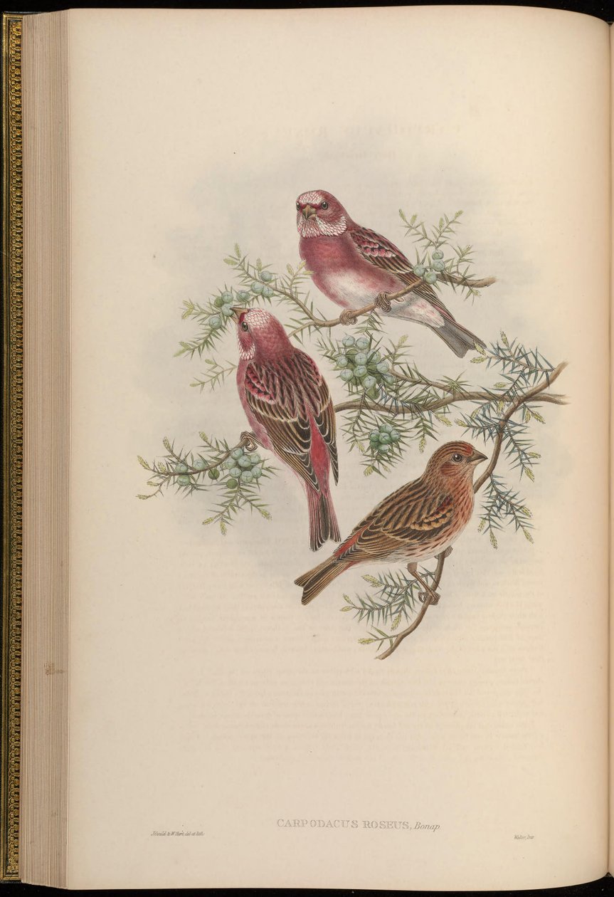 Carpodaco roseo da John Gould