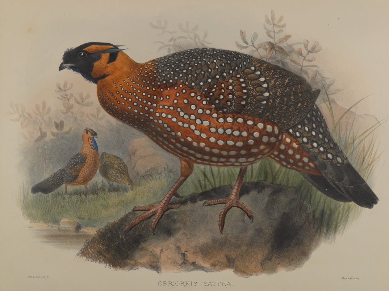 Tragopano satyra da John Gould