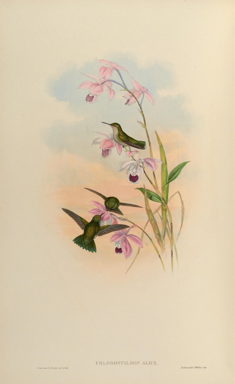 Chlorostilbon alice da John Gould