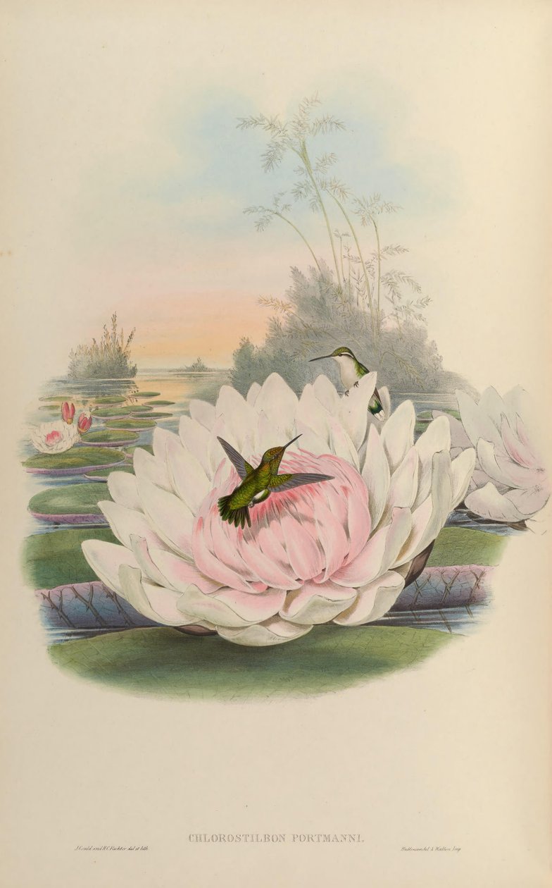 Chlorostilbon poortmani da John Gould