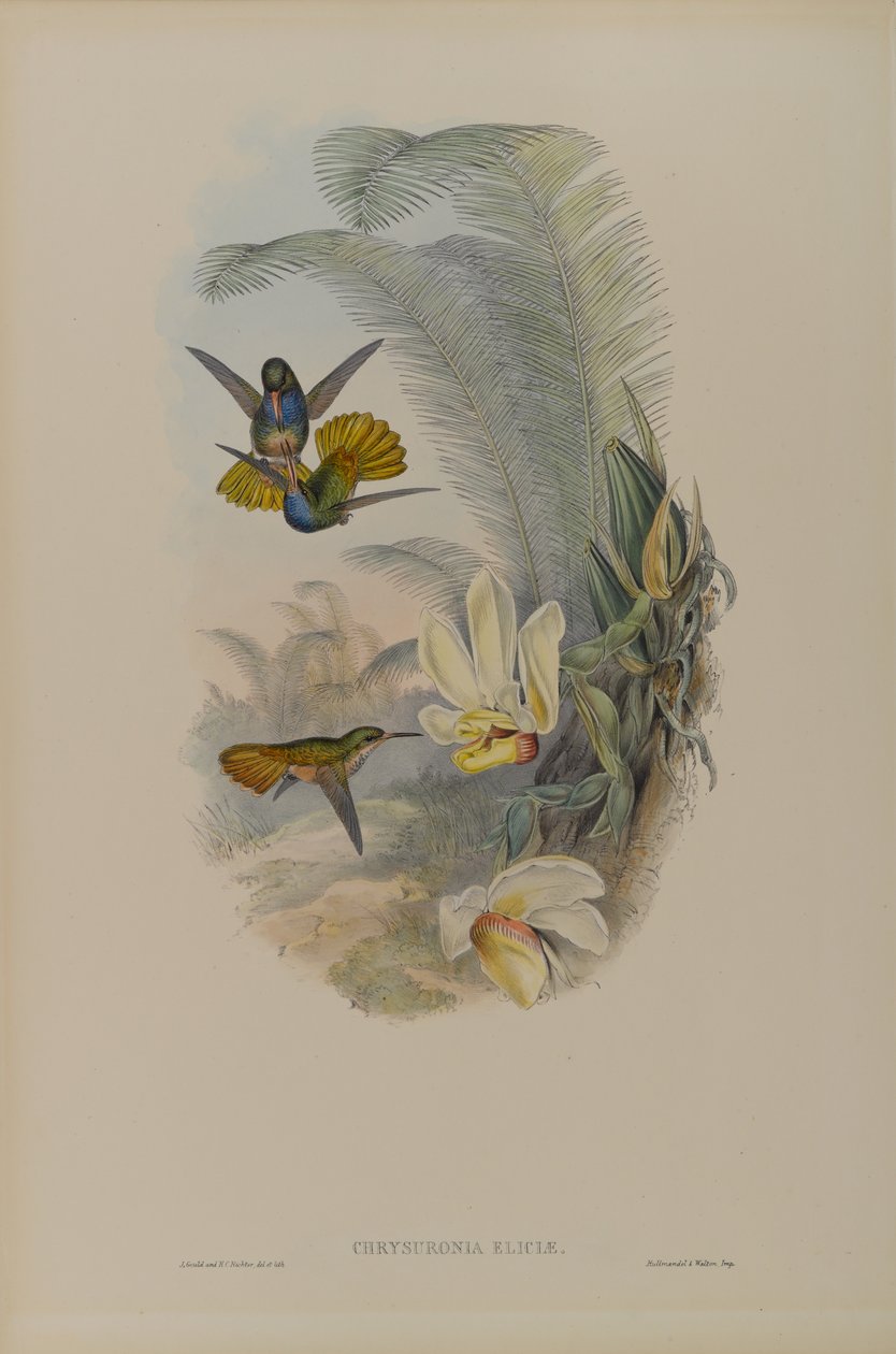 Colibrì dalla coda dorata di Elicia da John Gould
