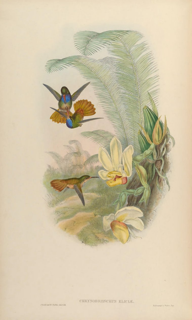 Chrysuronia eliciae da John Gould