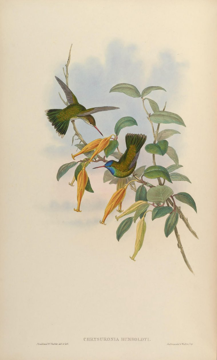 Chrysuronia humboldti da John Gould