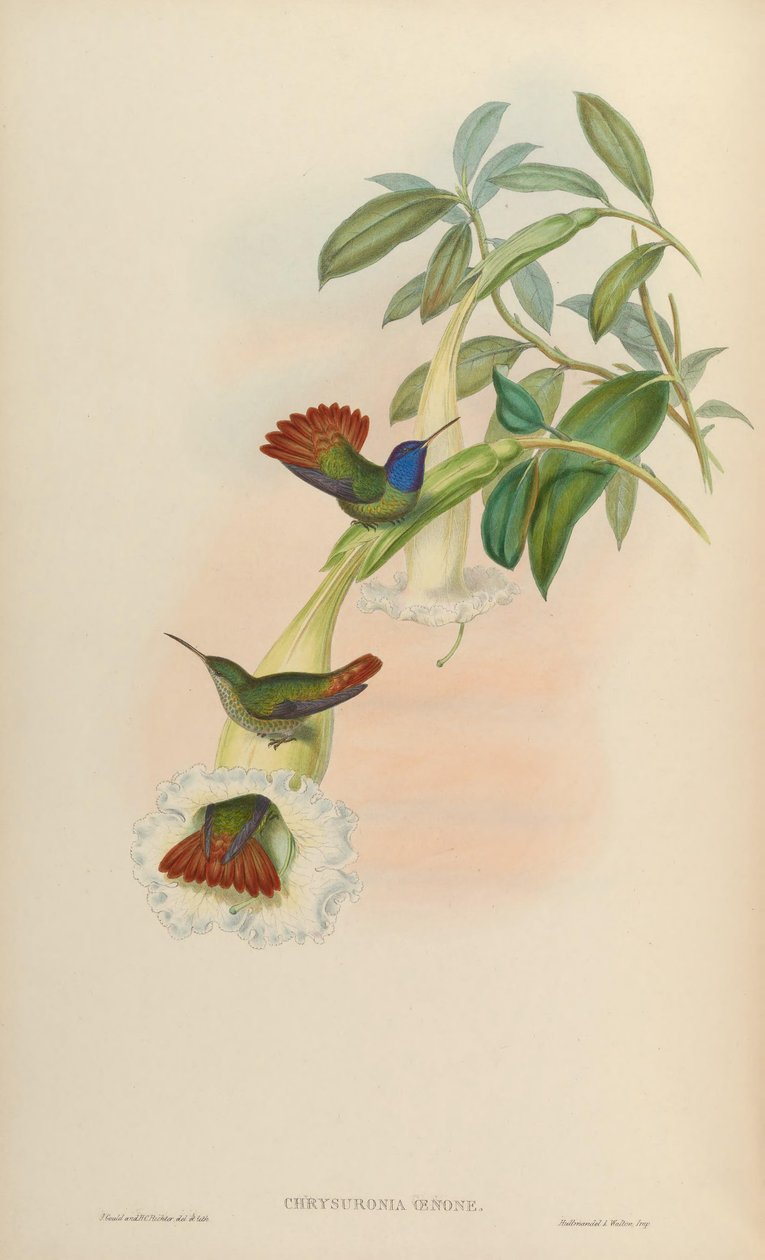 Chrysuronia oenone da John Gould