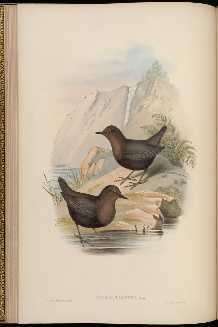 Cinclus sordidus = morfo scuro di Cinclus cinclus cashmeriensis da John Gould