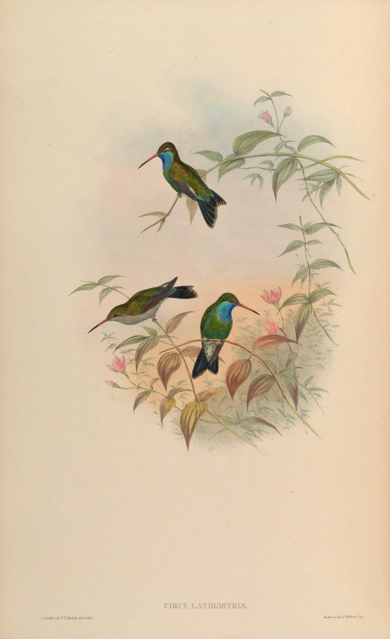 Circe latirostris da John Gould