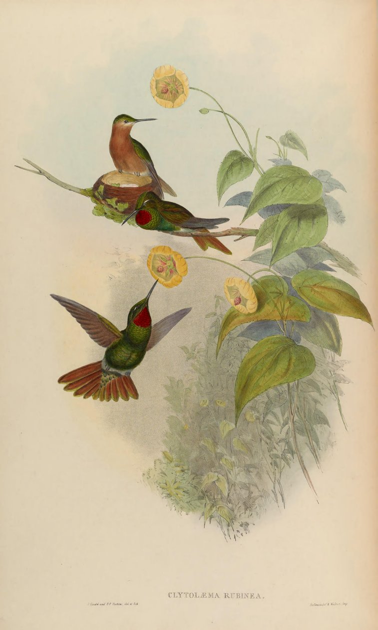 Clytolaema rubinea da John Gould