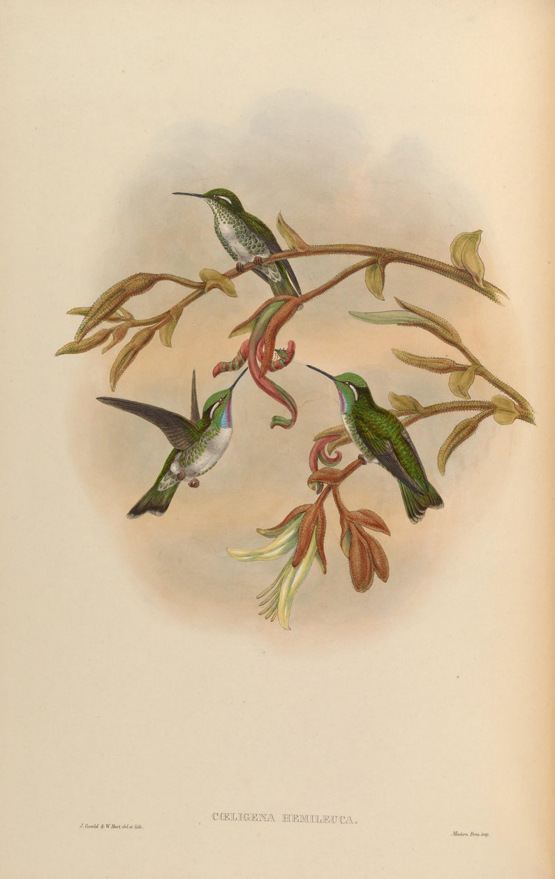 Coeligena hemileuca = Lampornis hemileucus da John Gould