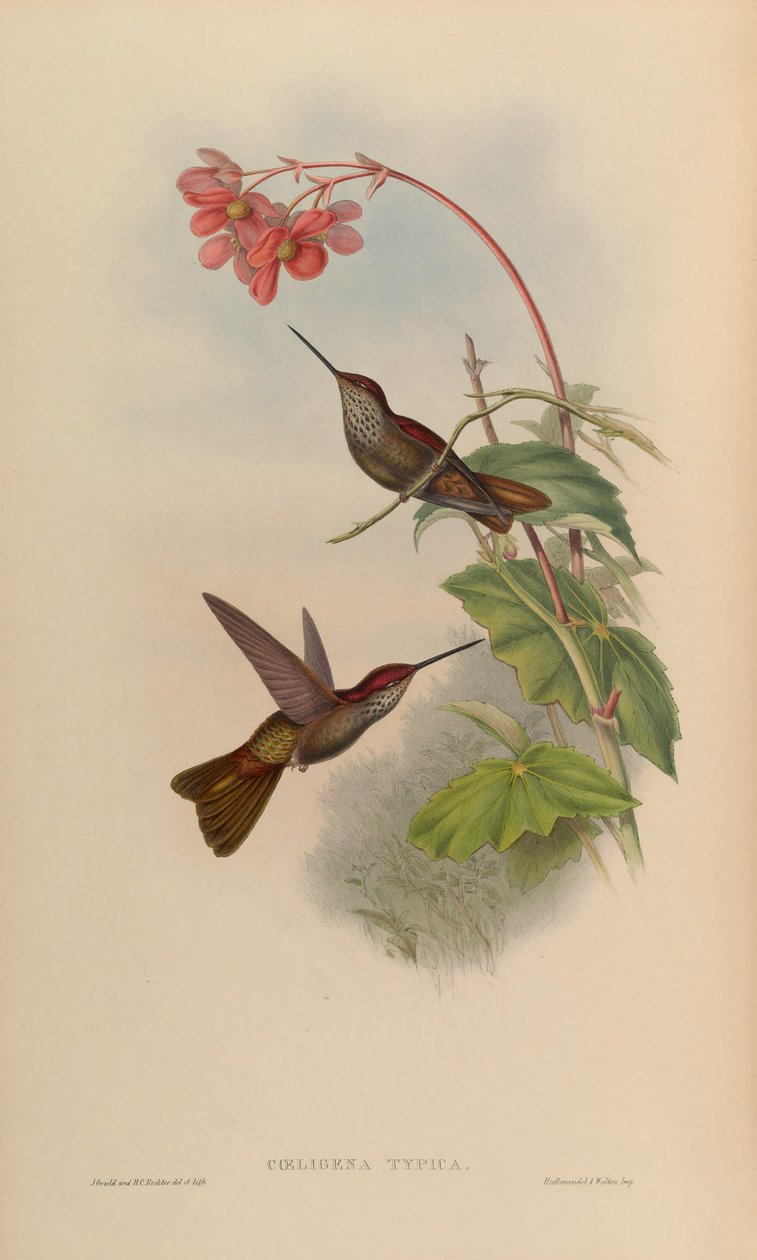 Coeligena typica = Coeligena coeligena da John Gould