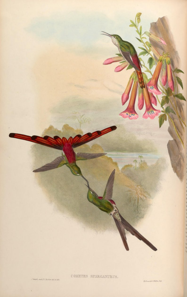 Cometes sparganurus = Sappho sparganura da John Gould