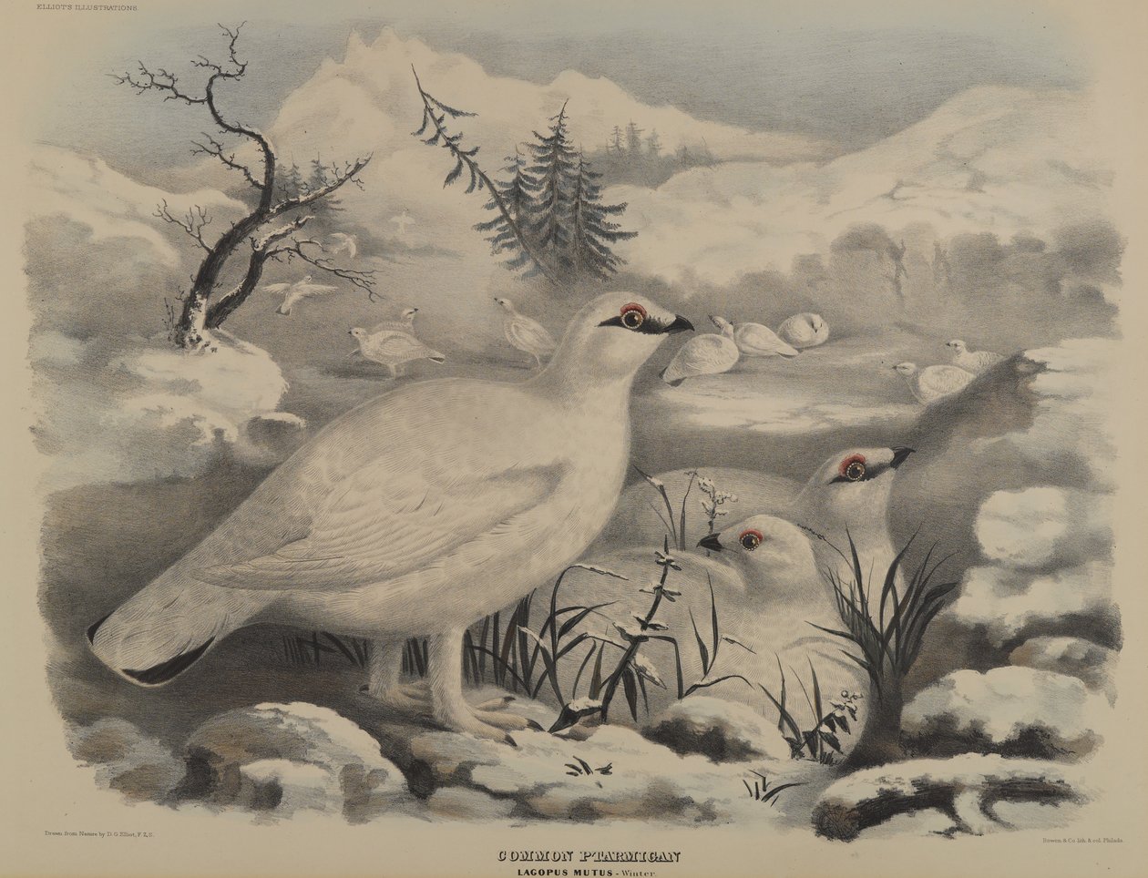 Pernice bianca da John Gould