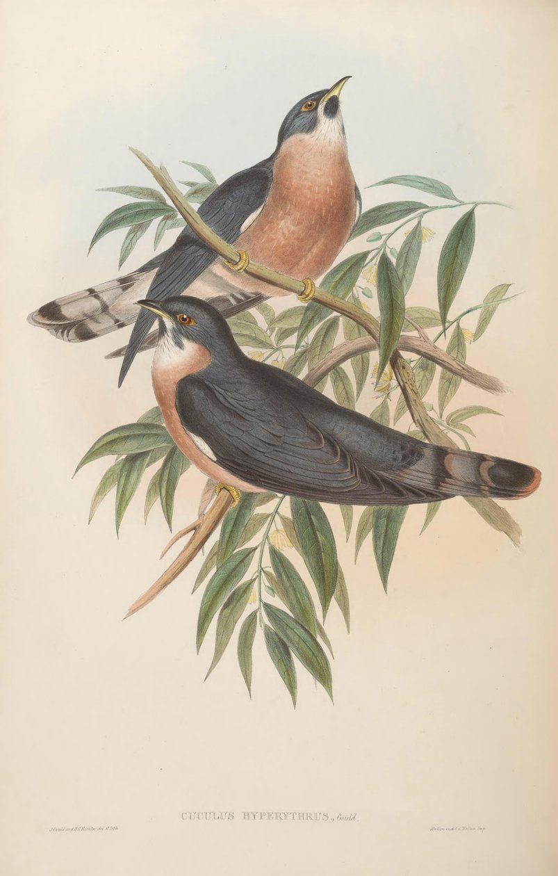 Cuculus hyperythrus da John Gould