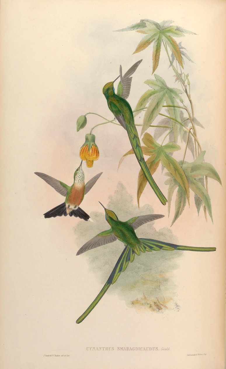 Cynanthus smaragdicaudus = Aglaiocercus kingi smaragdinus da John Gould
