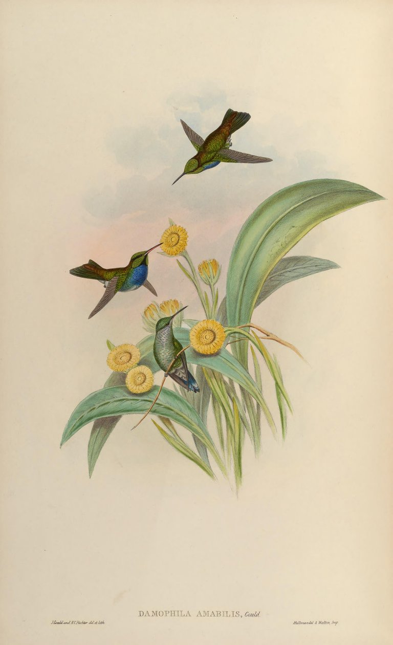 Damophila amabilis da John Gould