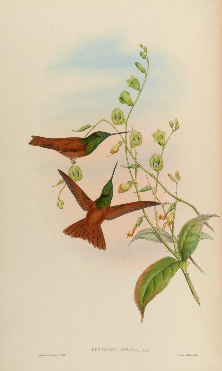 Diphogena aurora = Coeligena iris aurora da John Gould