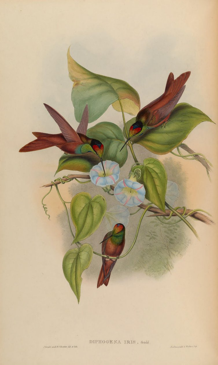 Diphogena iris da John Gould