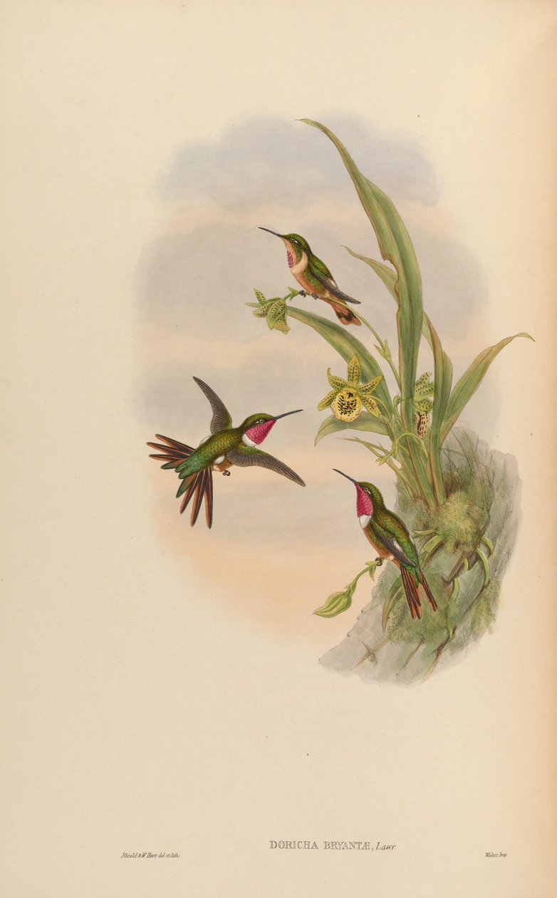 Doricha bryantae = Calliphlox bryantae da John Gould