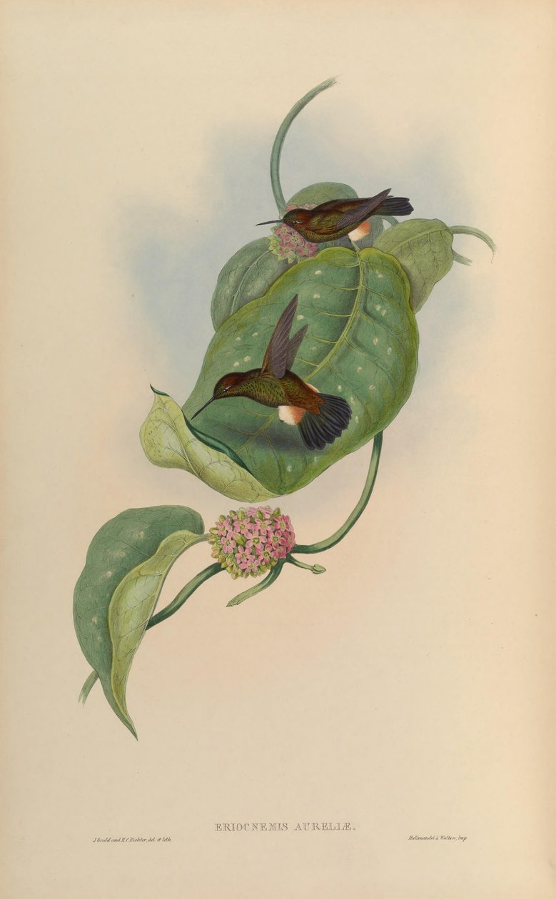 Eriocnemis aureliae da John Gould