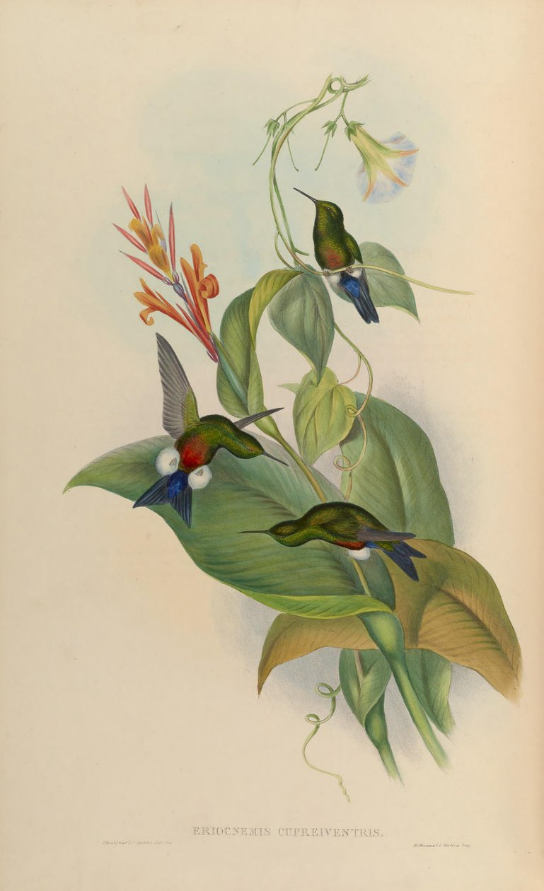 Eriocnemis cupreoventris da John Gould