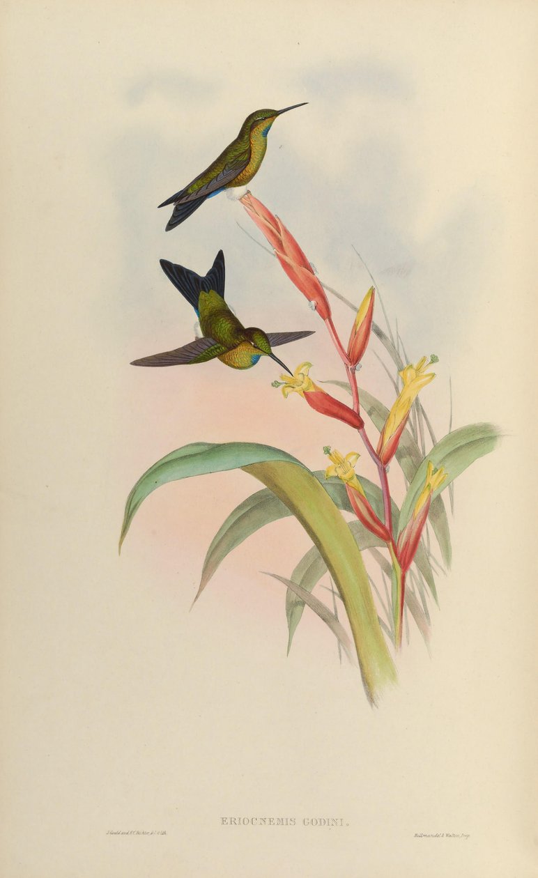 Eriocnemis godini da John Gould