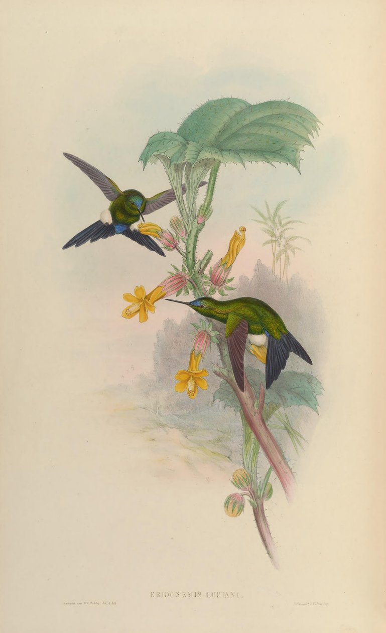 Eriocnemis luciani da John Gould
