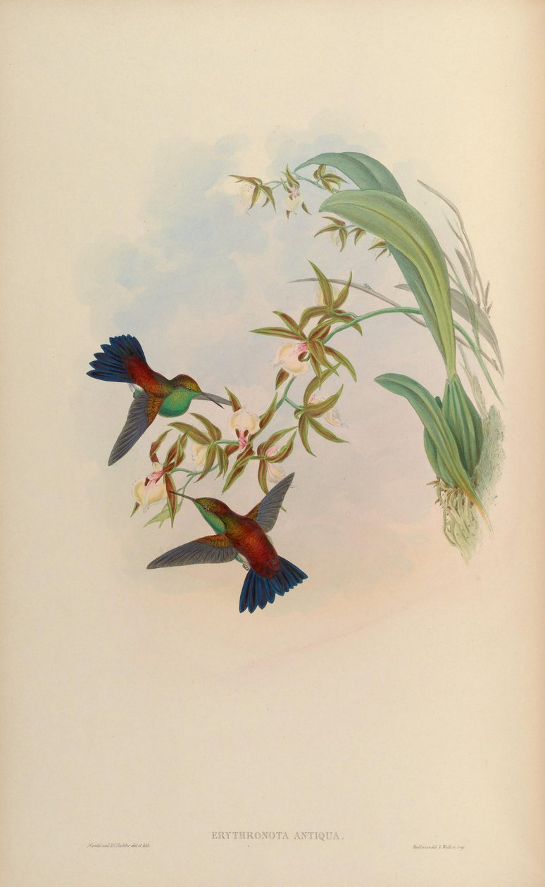 Erythronota antiqua da John Gould