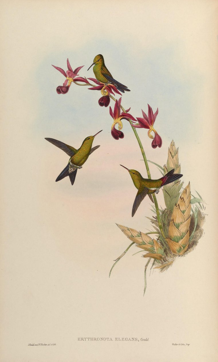Erythronota elegans da John Gould