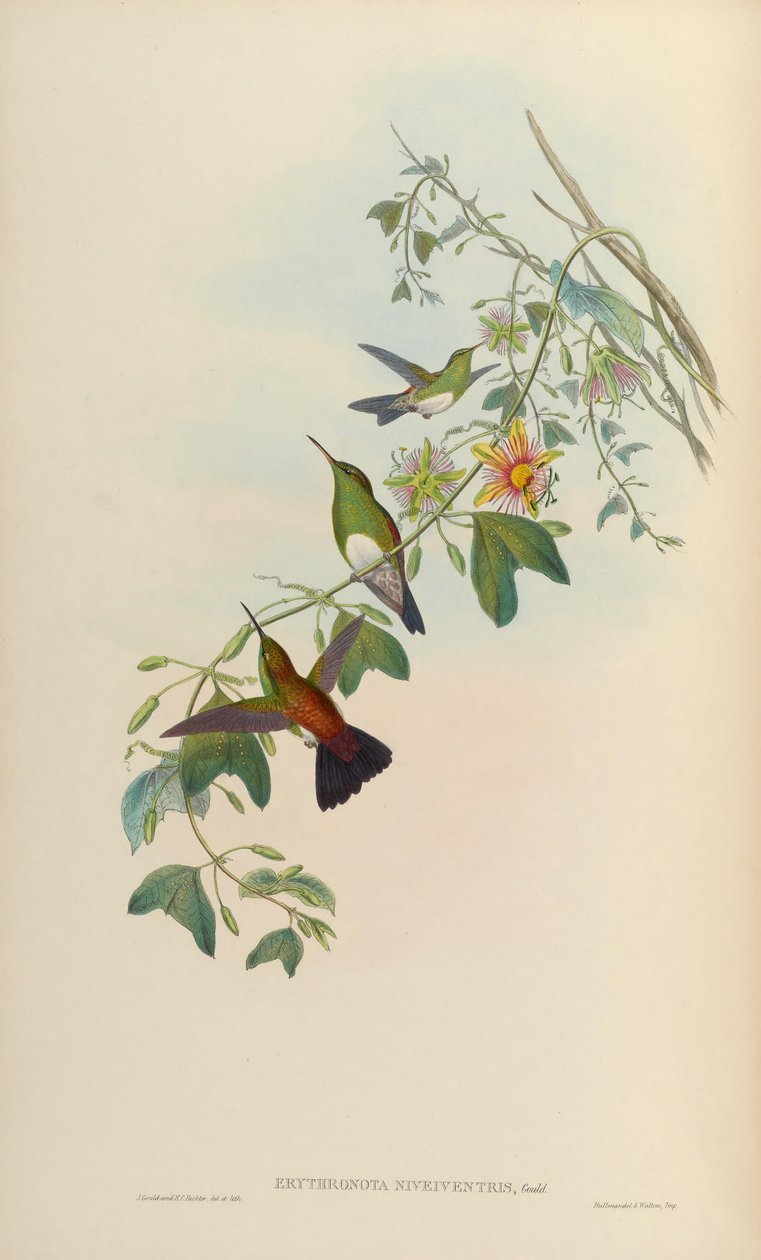 Erythronota niveiventris da John Gould